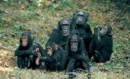 grupo chimpaces