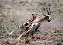 guepardo cazando