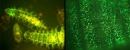gusanos bioluminiscentes