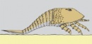 hibbertopterus