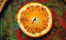 hormigas naranja