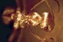 hormigas plata 2