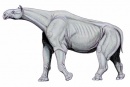 indricotherium