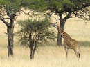 jirafa comiendo