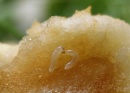 larva mosca fruta