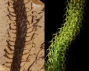 leclercqia scolopendra