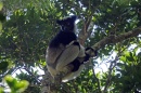 lemur c