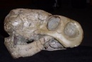 lycaenops