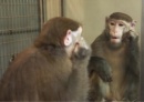 macaco espejo