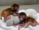 macacos quimera1