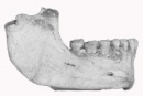 mandibula neandertal