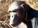 moda chimpance