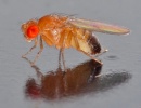 mosca Drosophila melanogaster