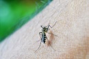 mosquito picando