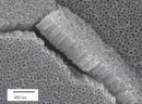 nanotubos de titania