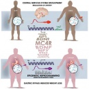 obesidad y epigenetica