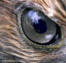ojo de halcon