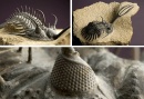 ojo trilobites