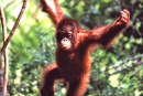 orangutan wikimedia