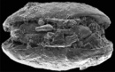 ostracodo