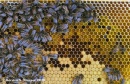 panal y abejas