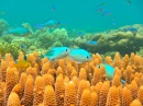 peces de arrecife
