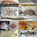 peces fosiles