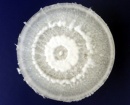 pestalotiopsis microspora