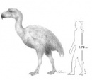 phorusrhacids