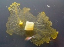 physarum polycephalum amarillo