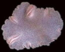 placozoan