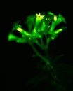 planta bioluminiscente 2