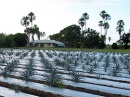 plantacion agave