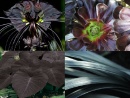 plantas oscuras