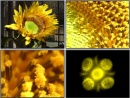 polen girasol