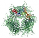 proteina fotosintesis
