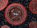 protocelula