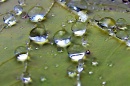 rain on leaf