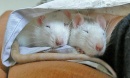ratas durmiendo