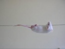 raton acrobata