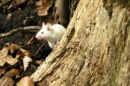 raton albino