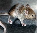 raton envejecido