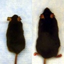 ratones y obesidad