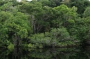 selva amazonico