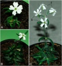 silene stenophylla03