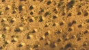 termiteros caatinga1