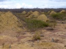 termiteros caatinga2