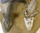 tiktaalik y modelo