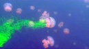 tincion medusa