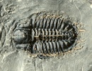 trilobite